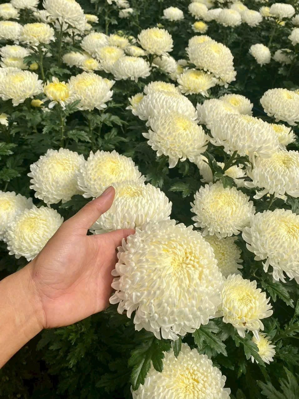 Bí Quyết Giữ Hoa Cúc Lưới & Cúc Mẫu Đơn Tươi Lâu Trên 2 Tuần