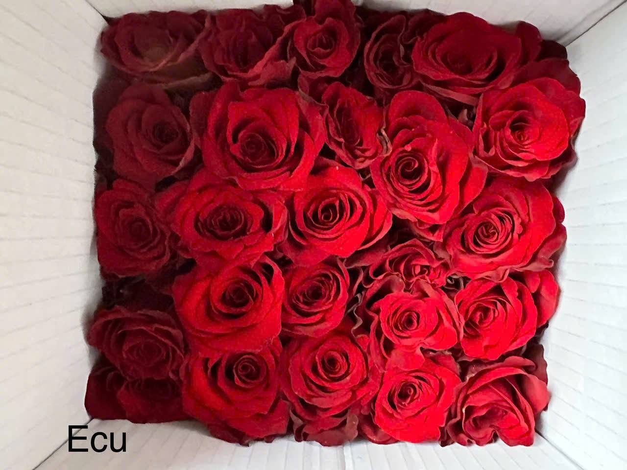 Mẹo Cắm Hoa Hồng Không Bị Gục Đầu Sau Khi Mua Về