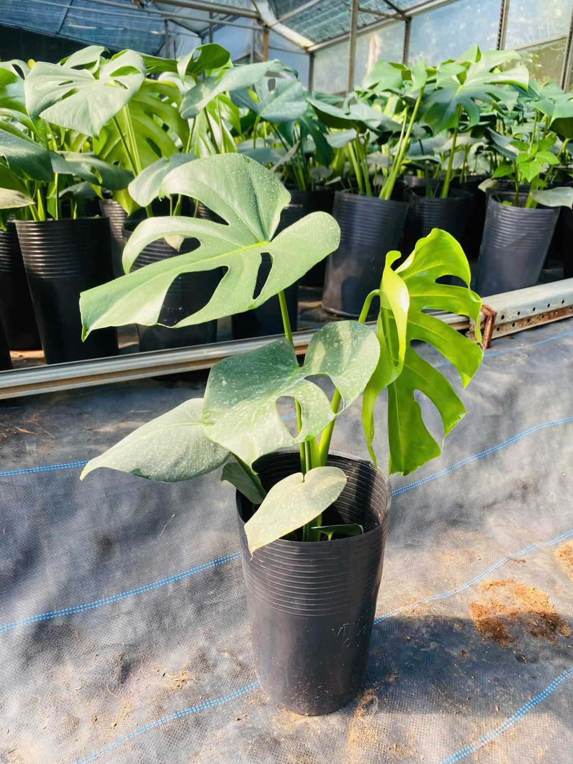 Trầu bà lá xẻ (chậu ống)