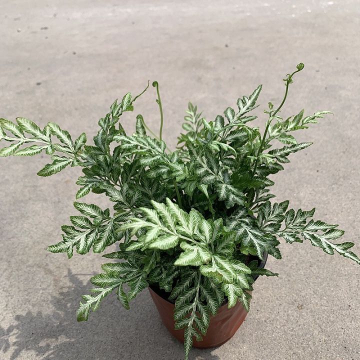 Dương xỉ bạc