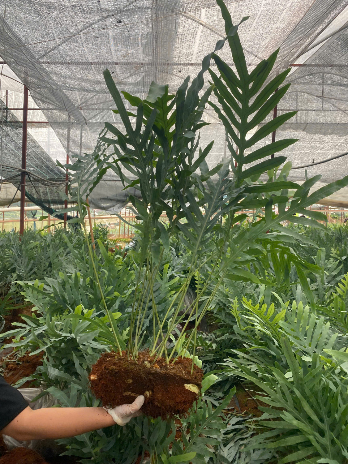 Bụi Dương Xỉ Lá Bạc