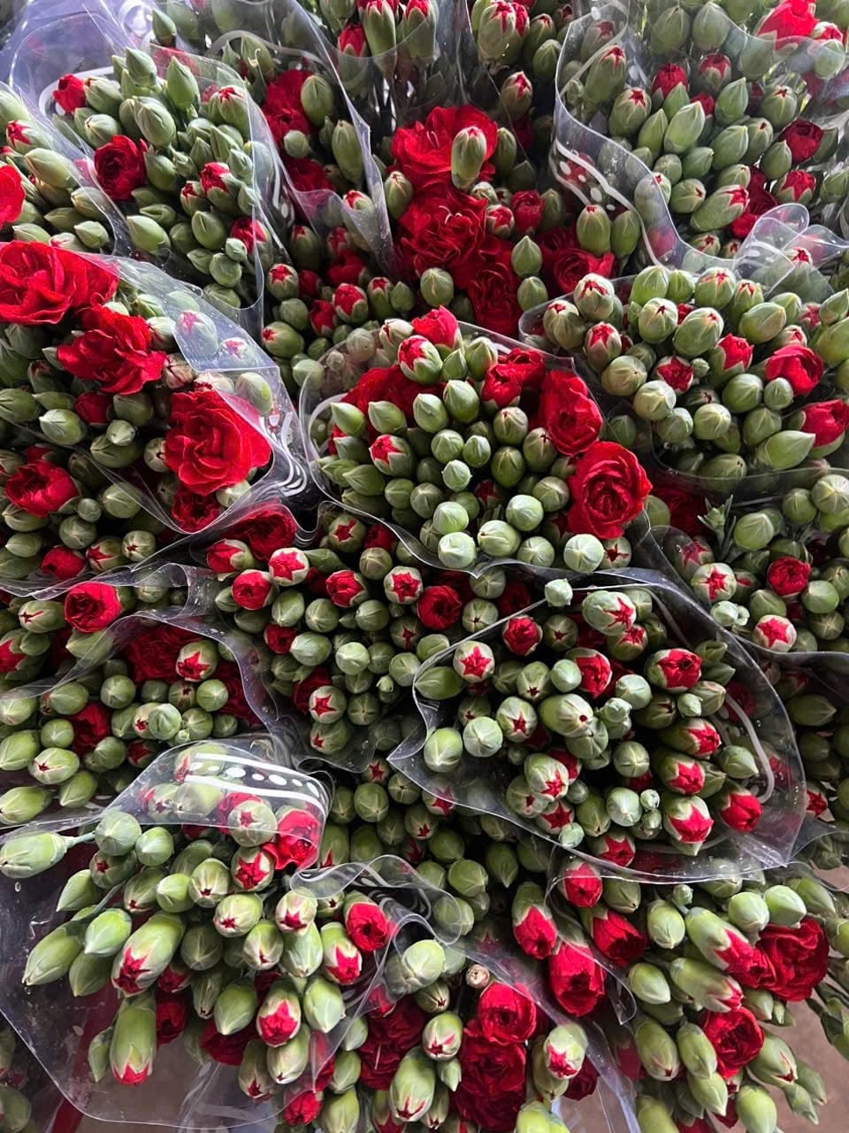Cẩm đơn đỏ