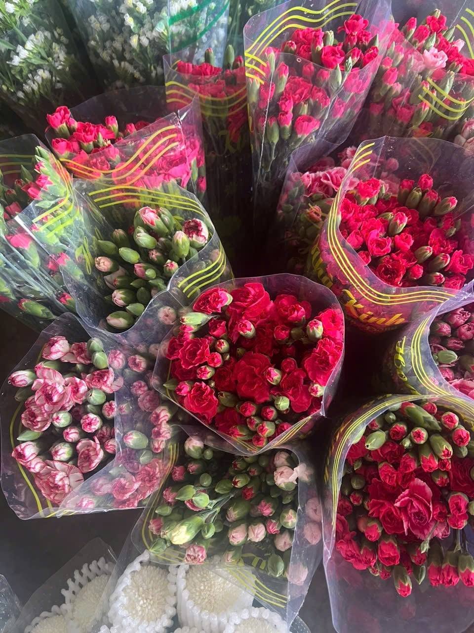 Cẩm chùm đỏ