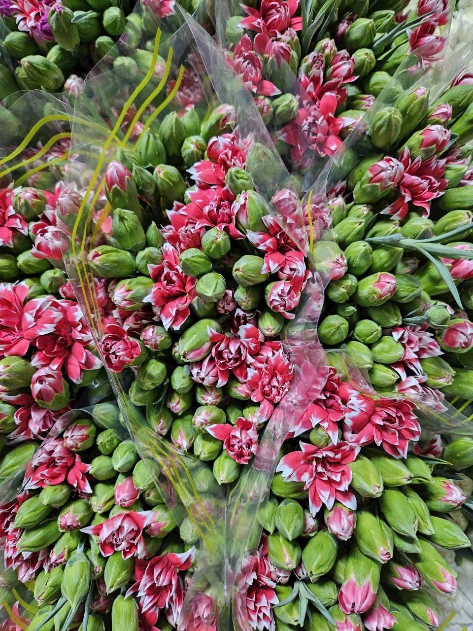 Cẩm nhập khẩu