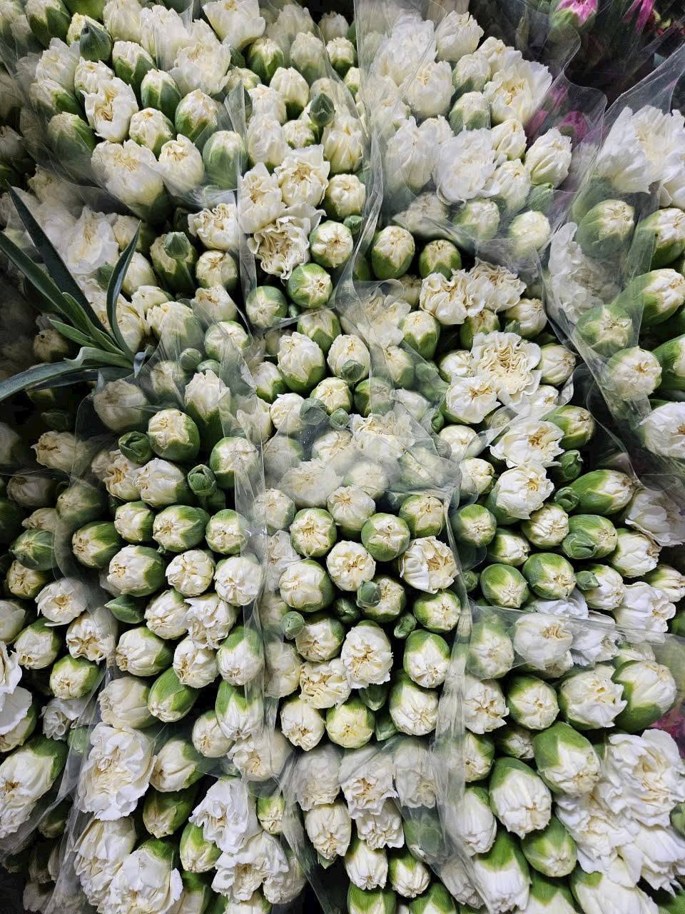 Cẩm chùm trắng