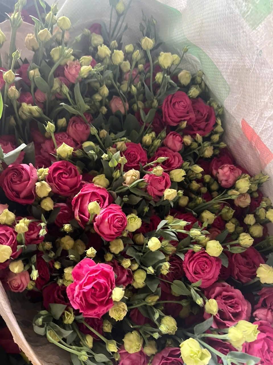 Cát tường đỏ