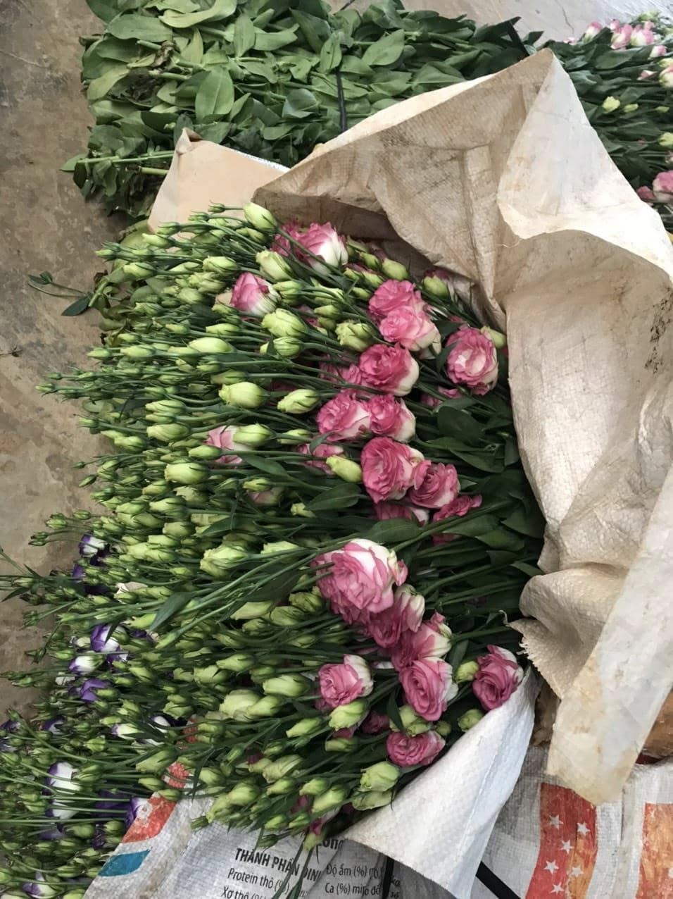 Cát tường hồng