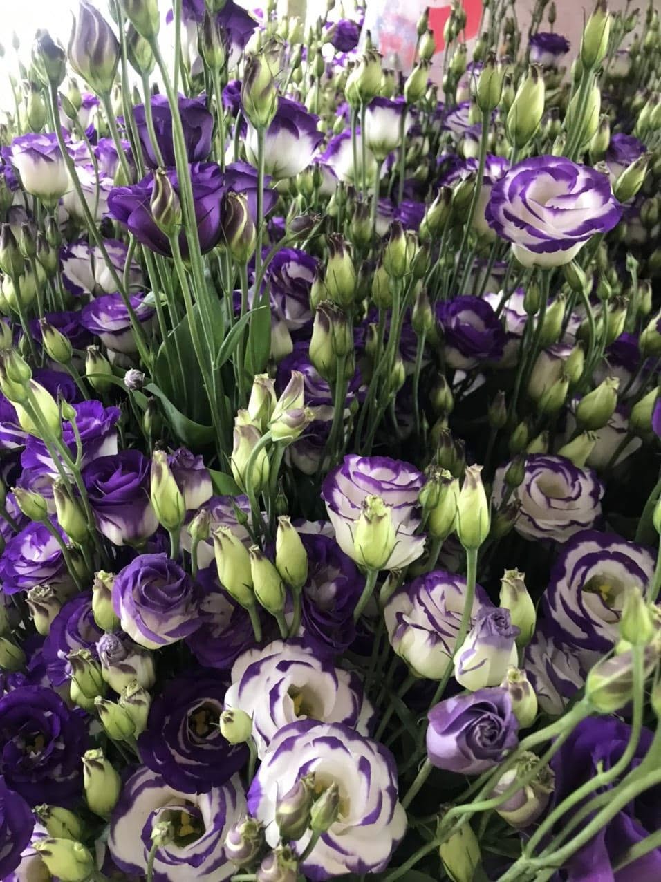 Cát tường tím