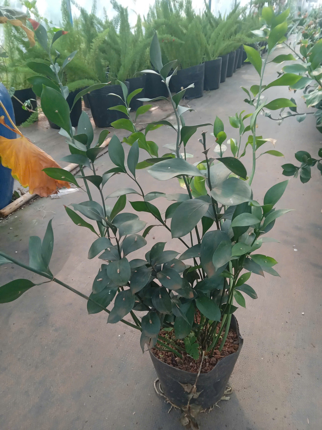 Lá chanh cắm hoa (chậu)
