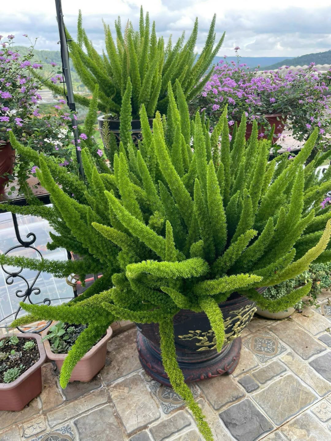 Chồn chúp size C12