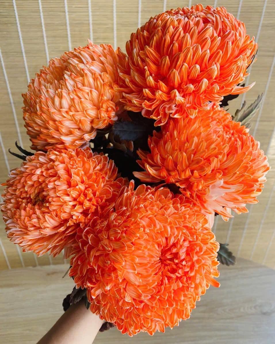 Cúc mẫu đơn nhuộm màu