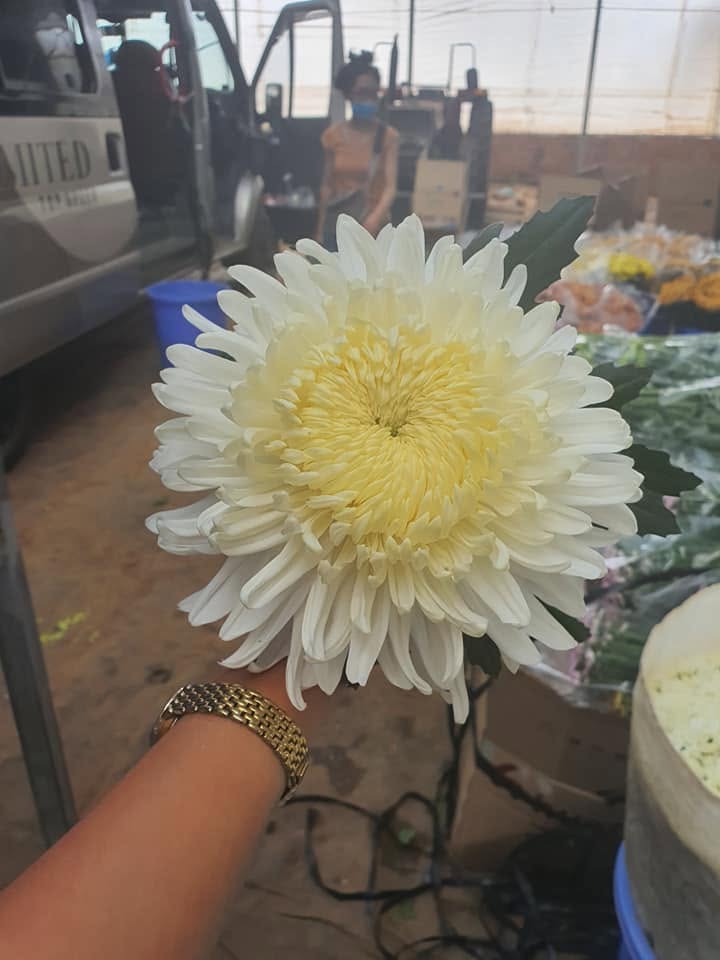 Cúc Đại Đóa