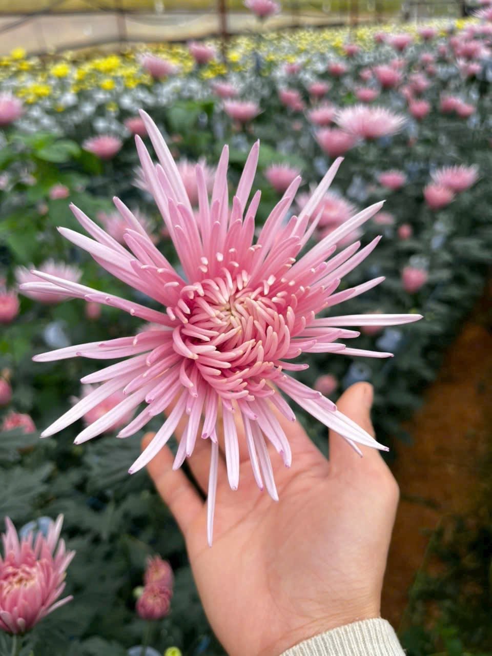 Cúc hồng công chúa