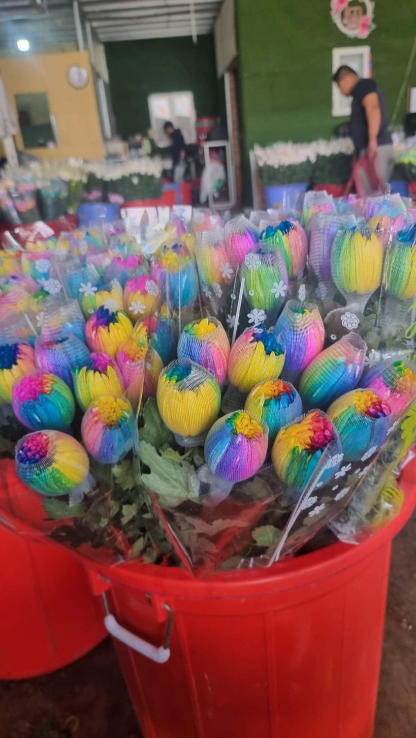 Cúc lưới nhuộm