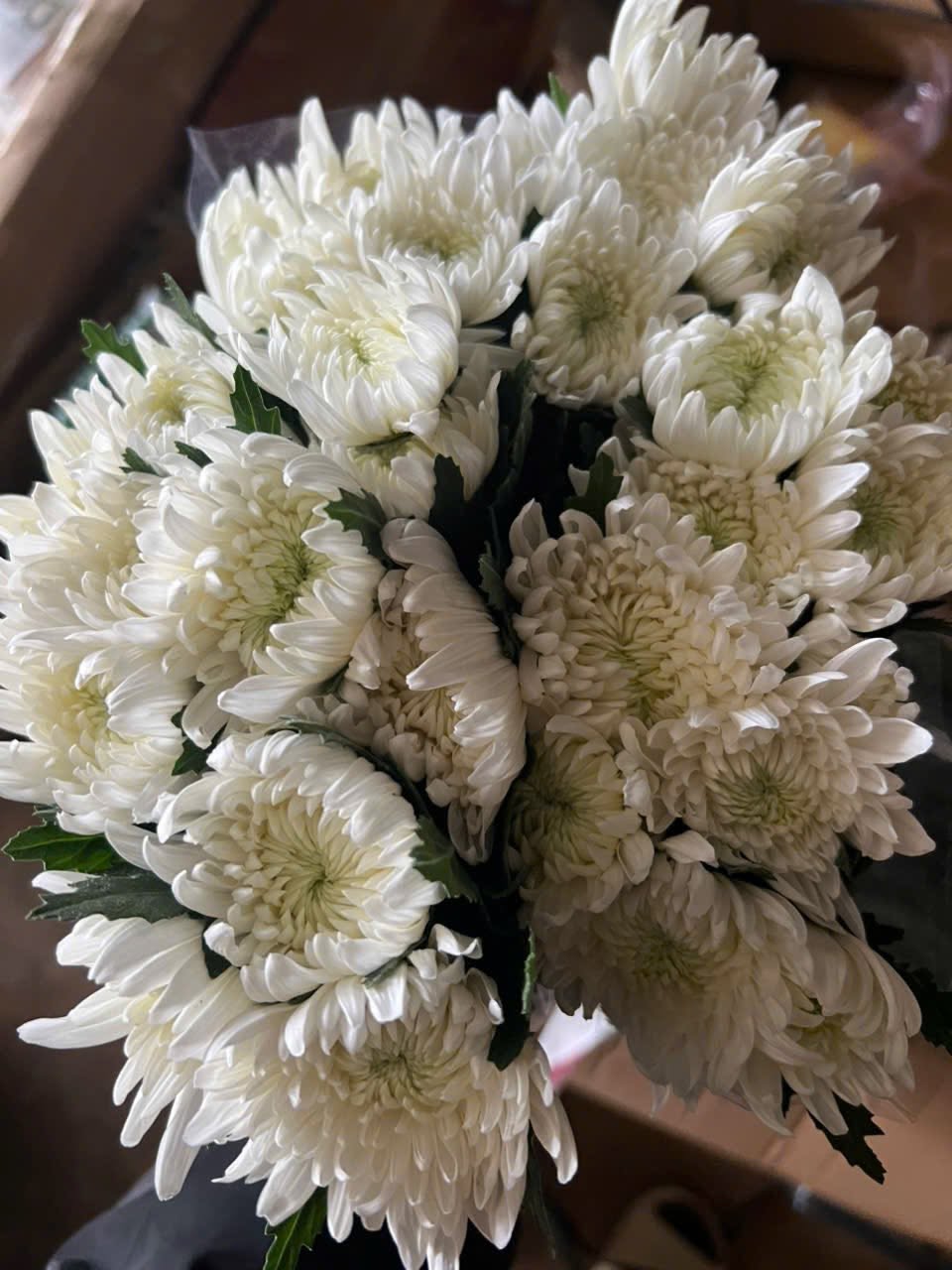 Cúc Lưới Trắng