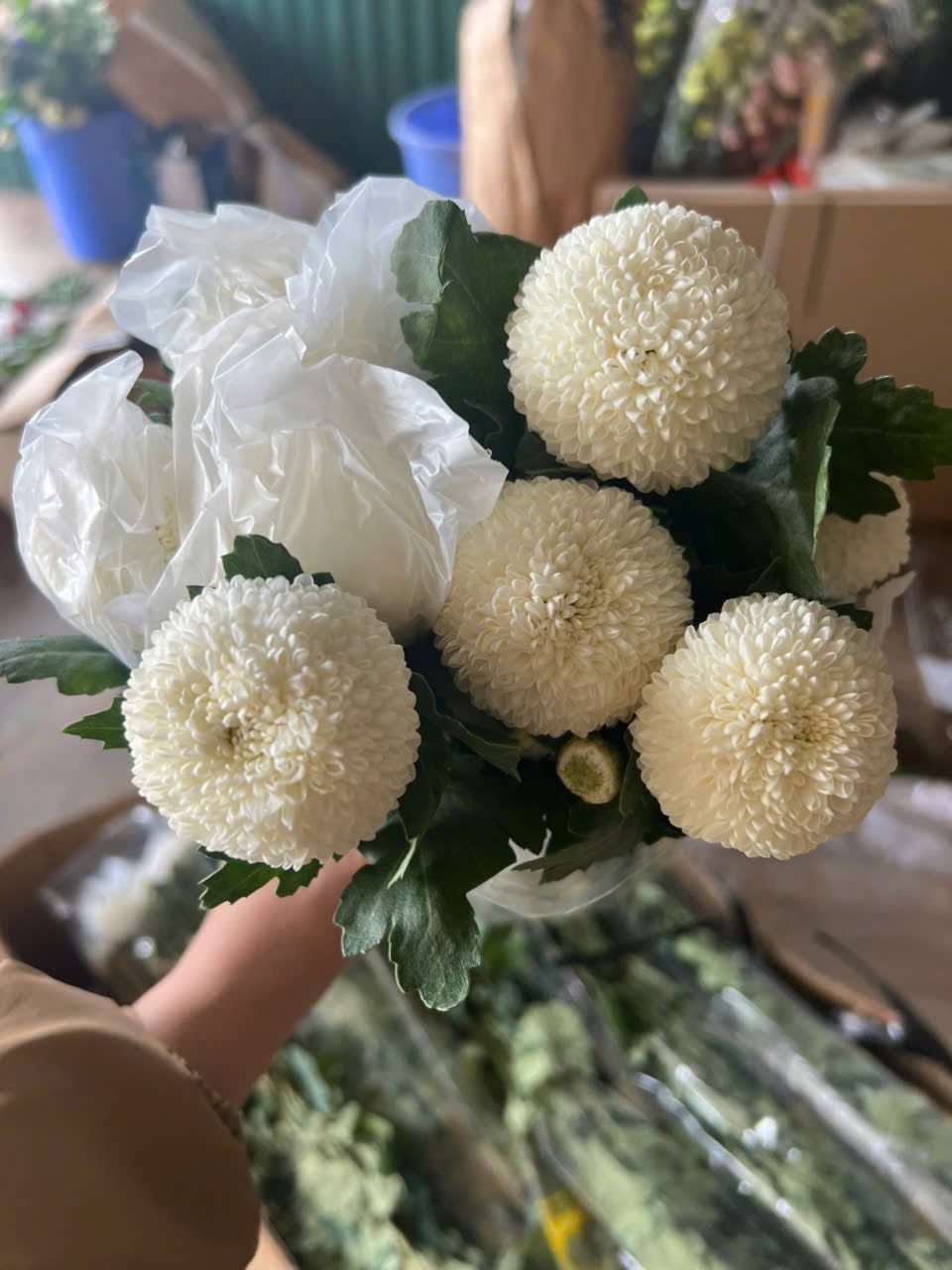 Cúc Pingpong Trắng