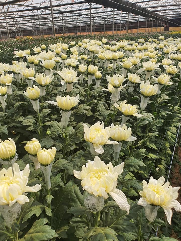 cúc trắng đơn chuyên cắm hoa tang