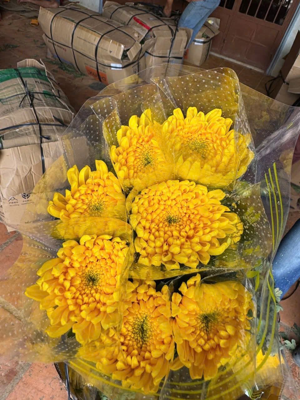 Cúc vàng Kim Cương