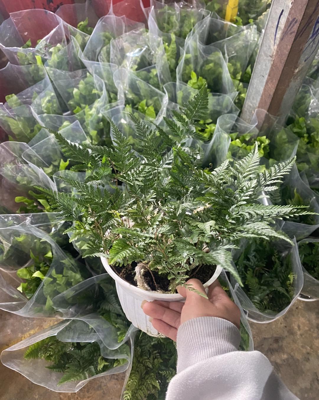 Dương xỉ chân thỏ