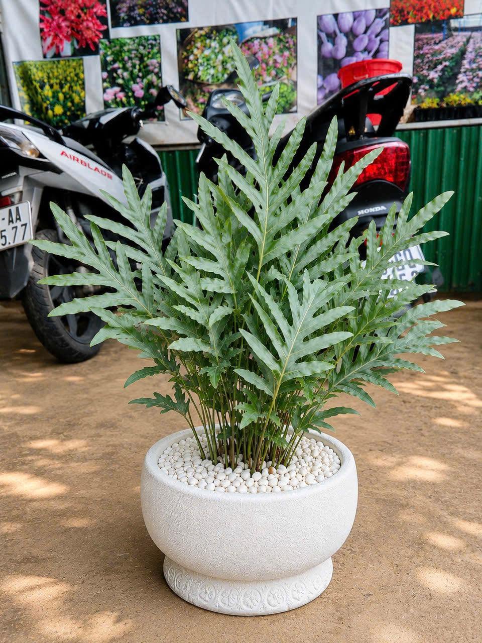 Dương xỉ lá bạc size C8