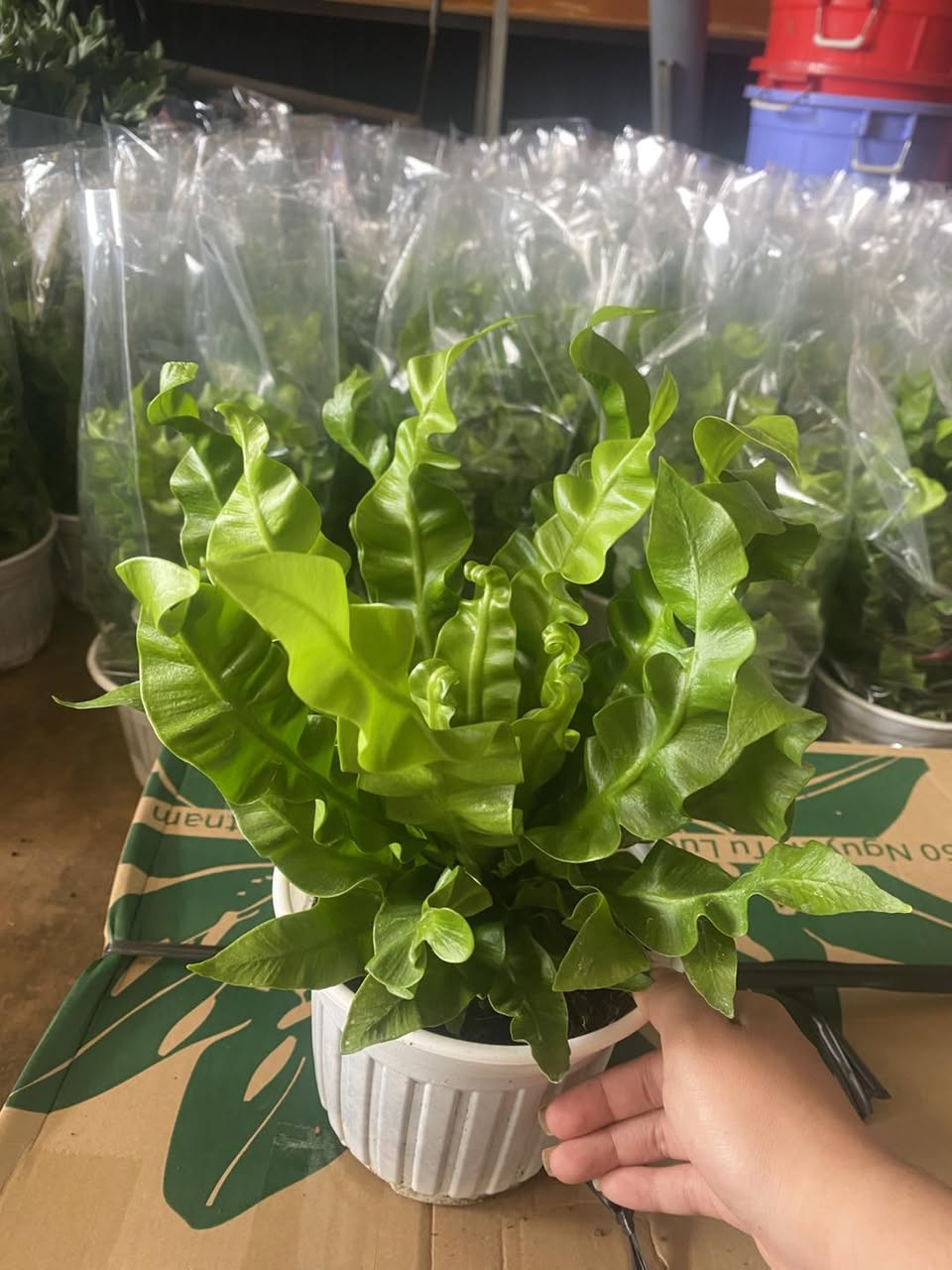 Dương xỉ ổ phụng xoắn