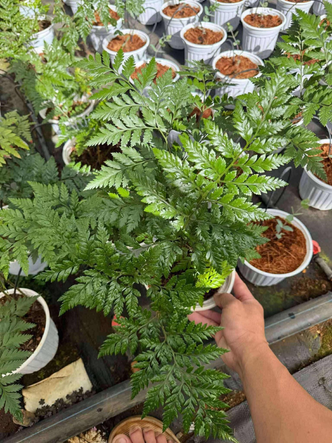 Dương xỉ pháp size C8