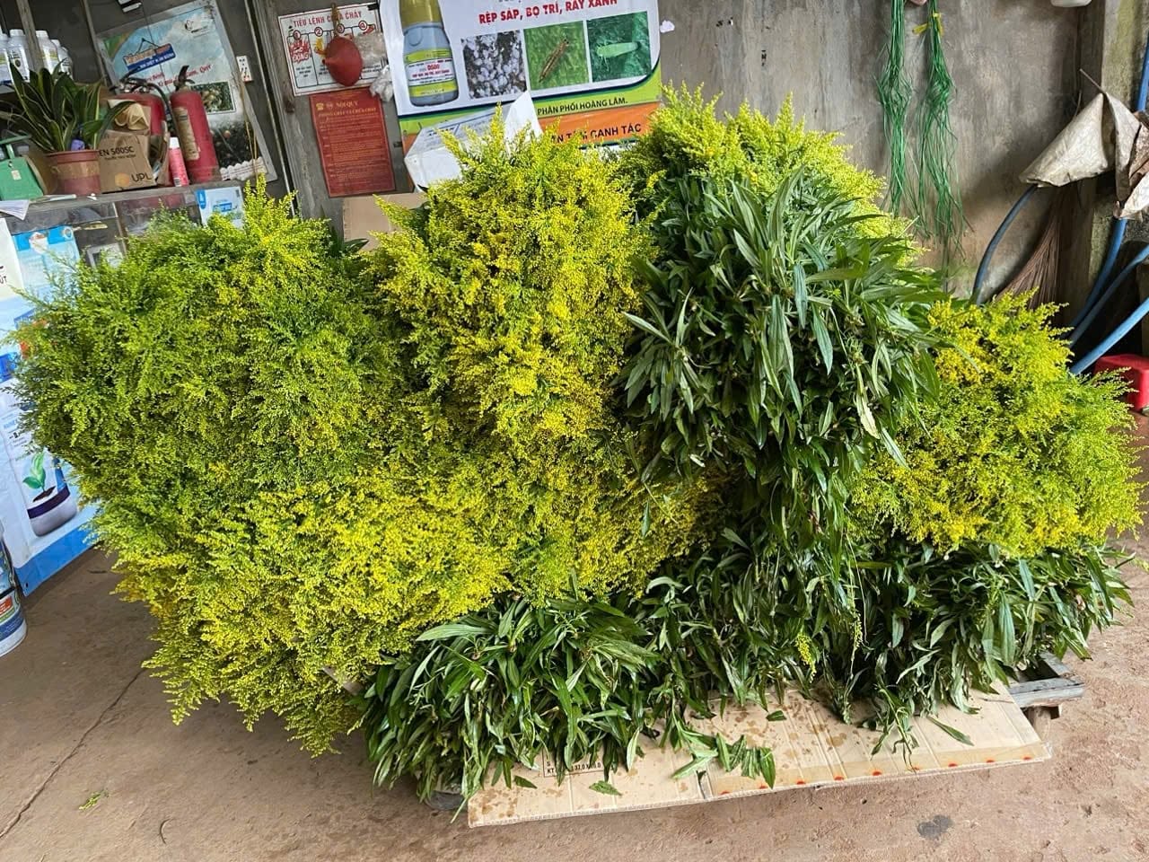 Hoàng anh