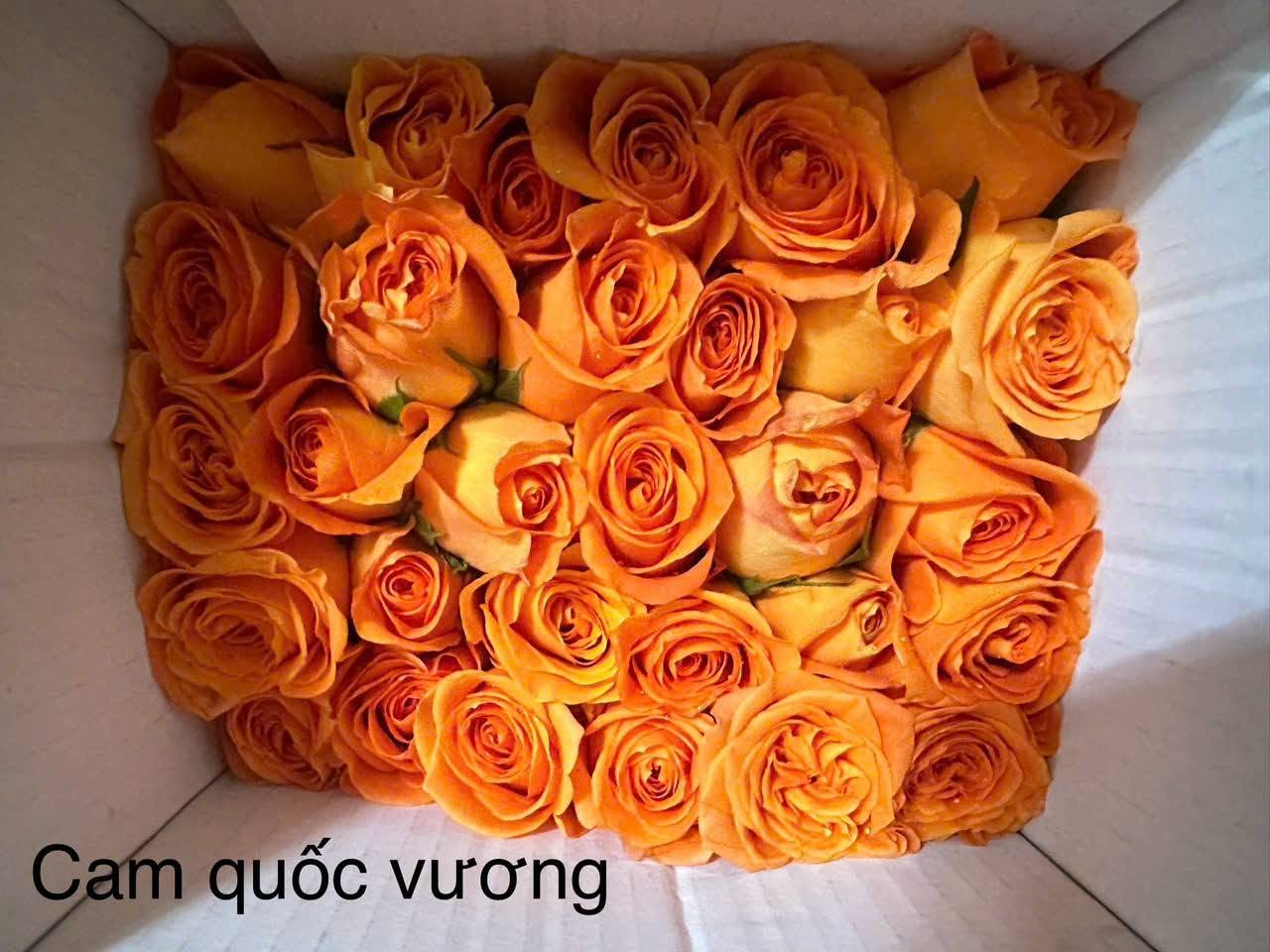 Cam quốc vương