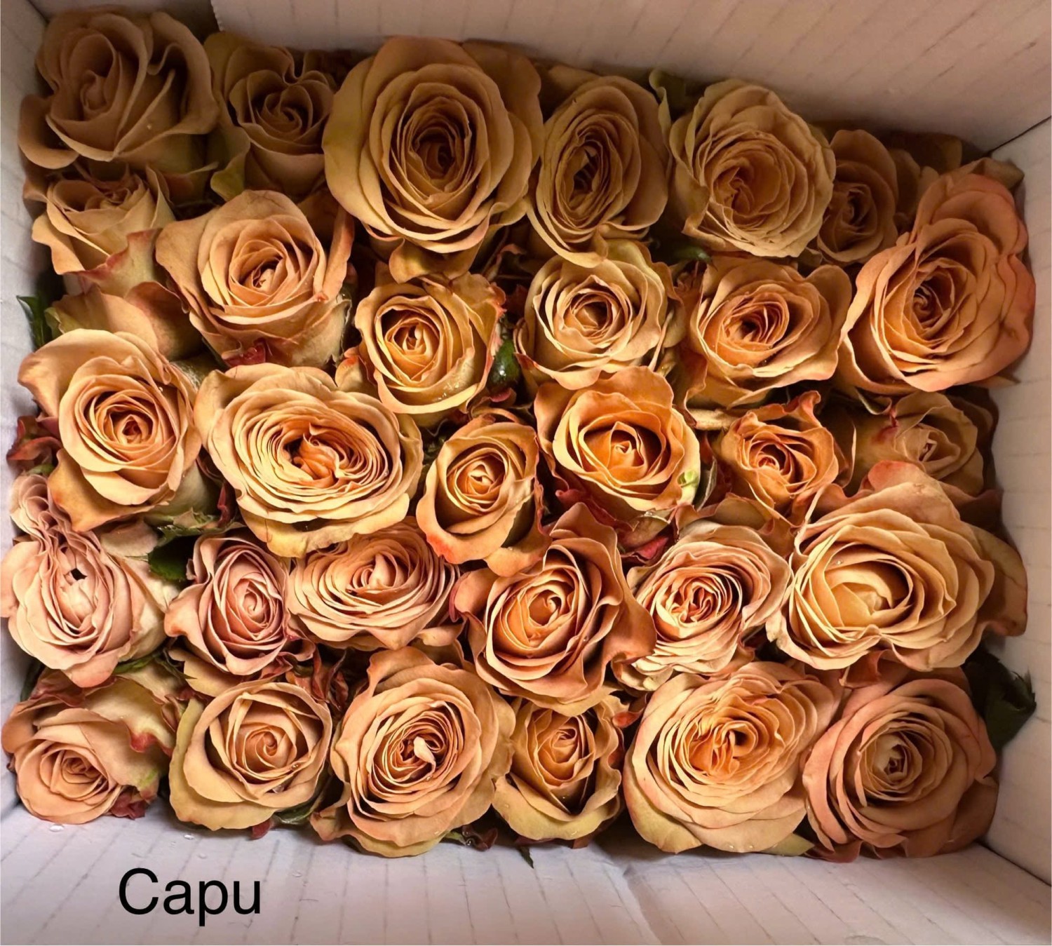 Capuchino