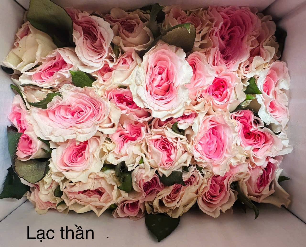 Lạc Thần
