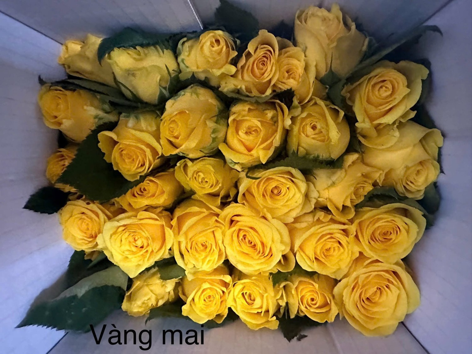 Vàng chùa