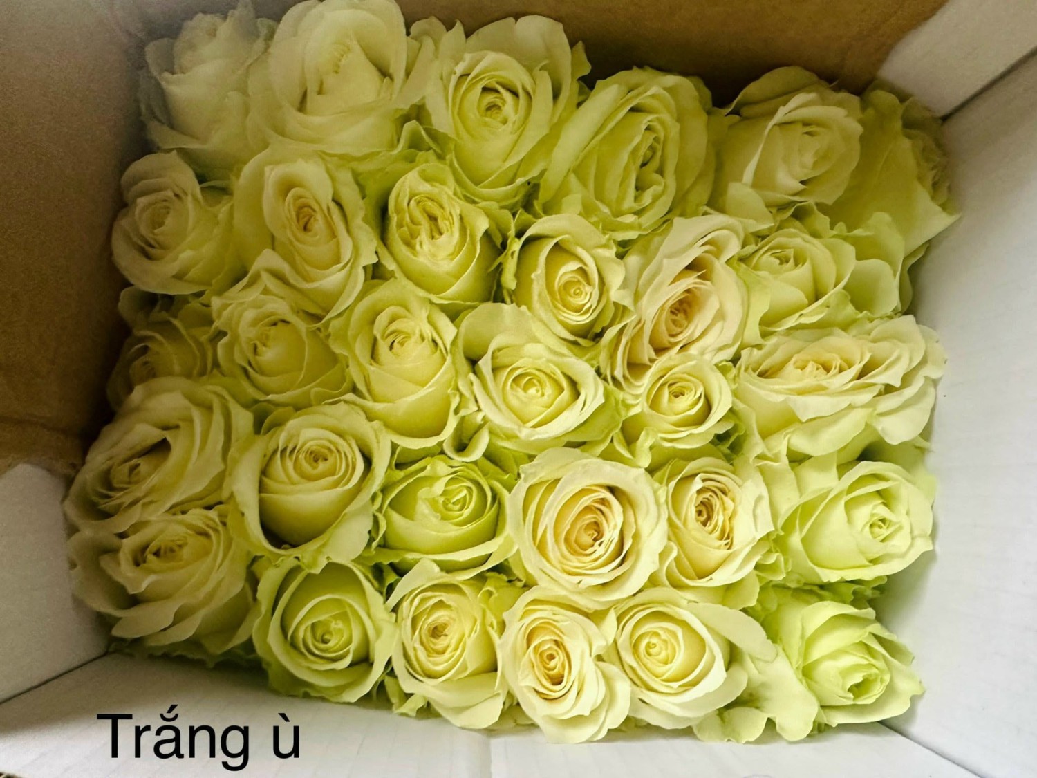 Trắng cồ