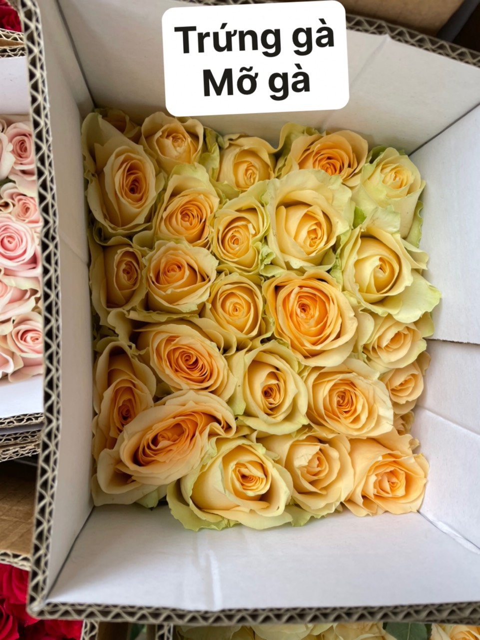 Mỡ gà