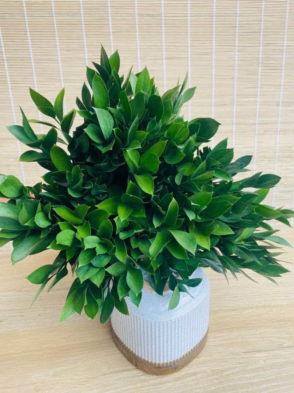 Lá chanh cắm hoa (chậu)