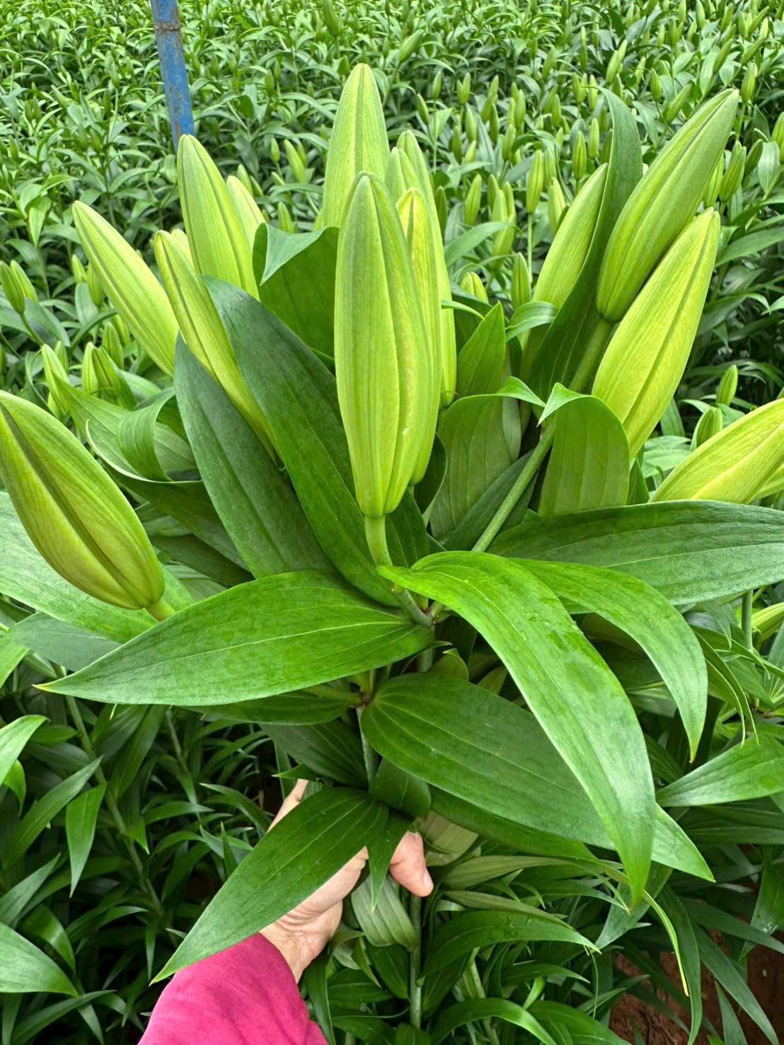 Ly nhọn vàng