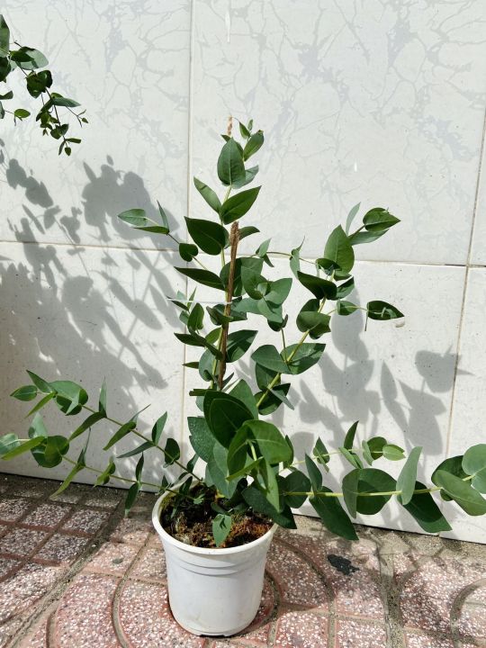 Dola lá kiếm size 150