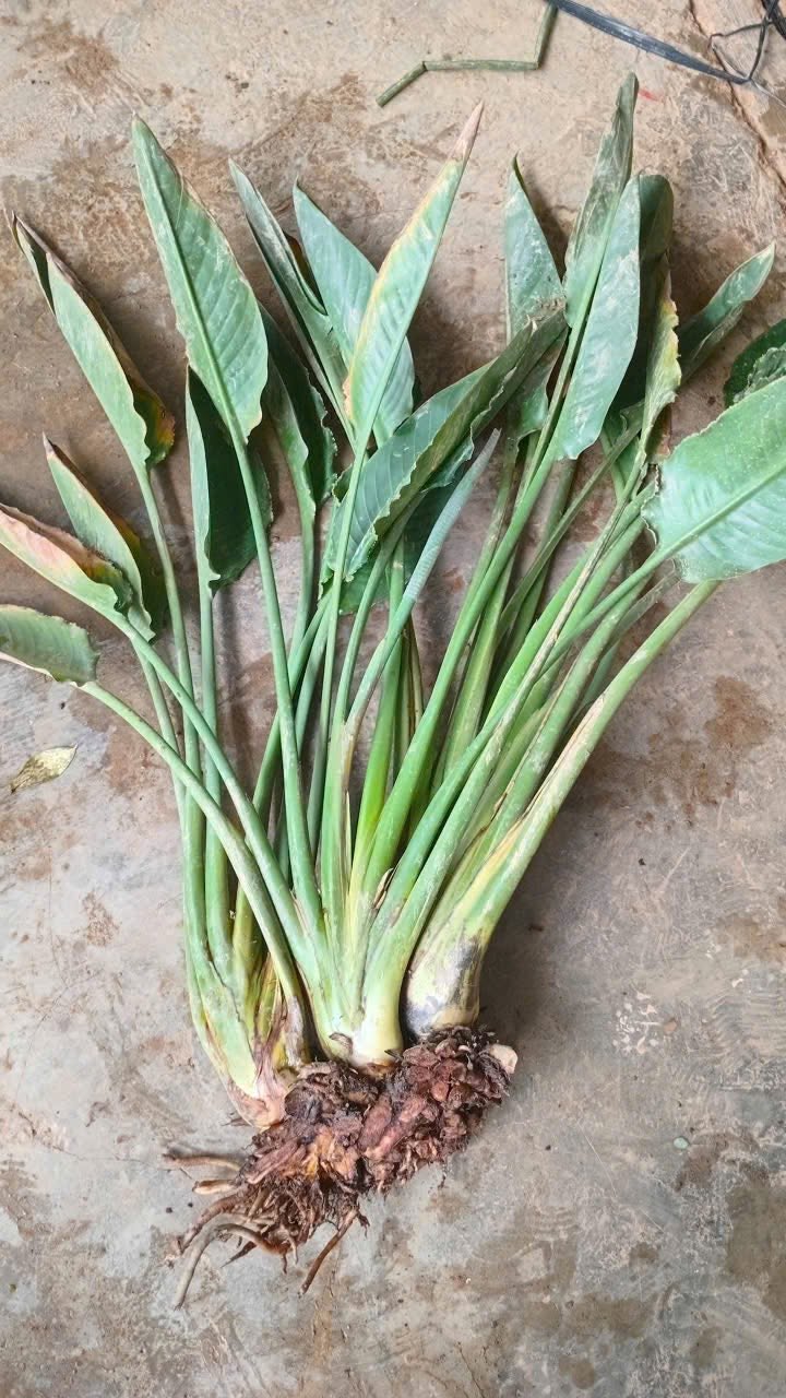 Thiên điểu gốc