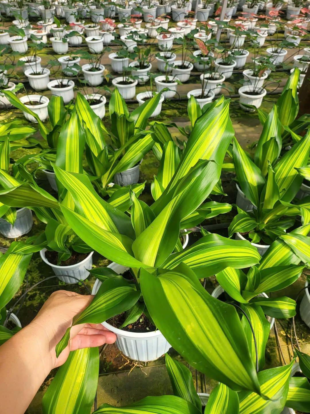 Thiết Mộc lan/ Phát tài