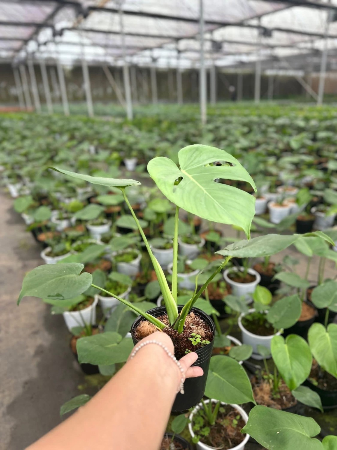 Trầu bà lá xẻ size 150
