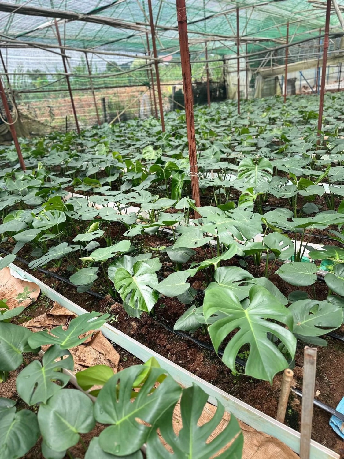 Trầu bà lá xẻ (chậu ống)