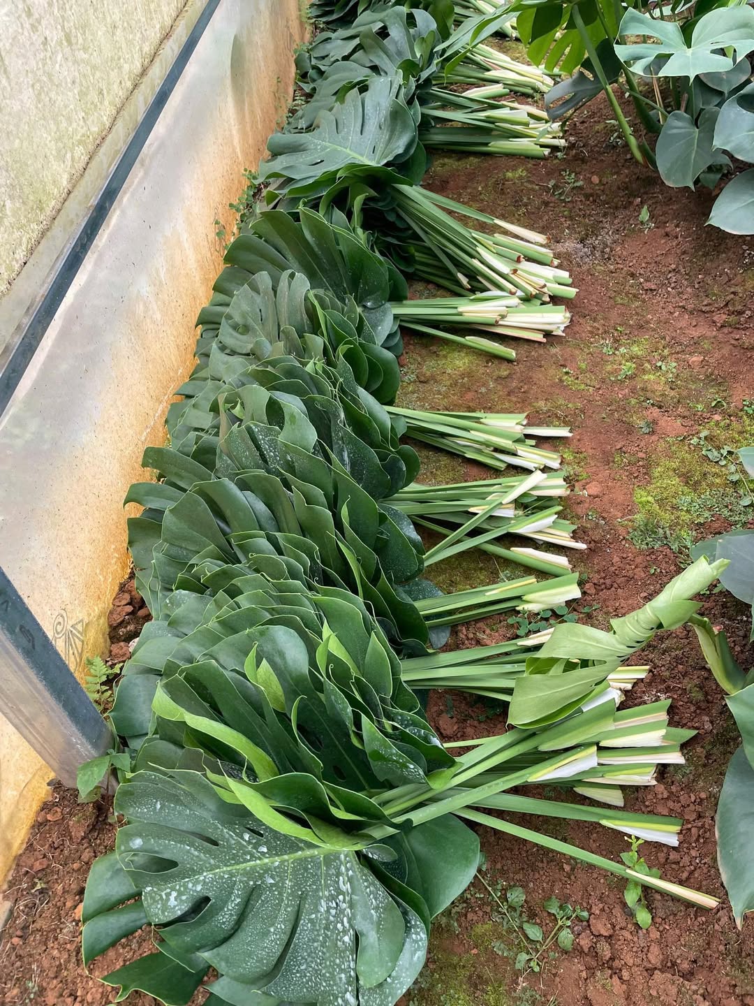 Trầu bà lá xẻ