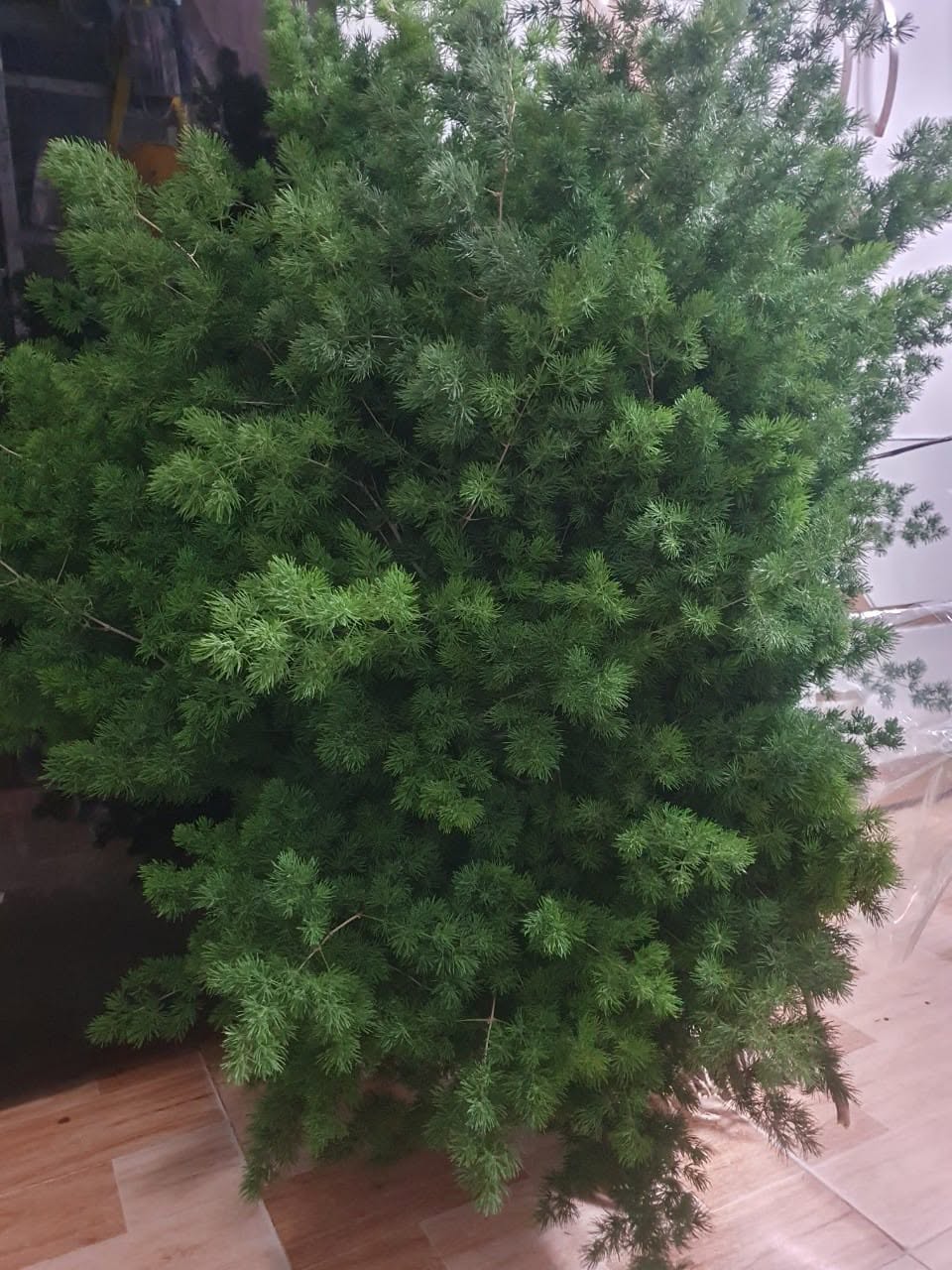 Tùng nho size C12