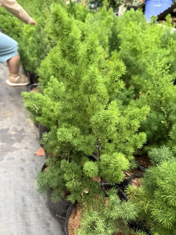 Tùng nho size 150