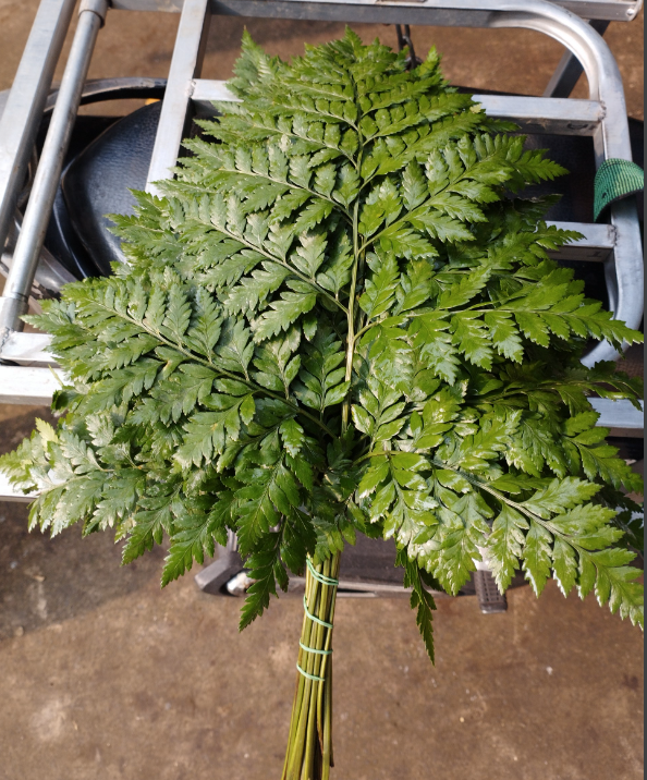 Dương xỉ pháp